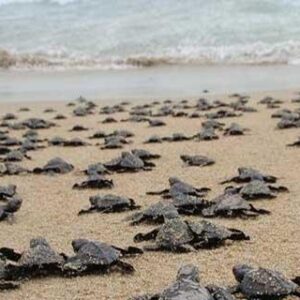 Tour Mazunte y Zipolite