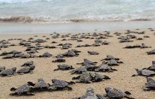 Tour Mazunte y Zipolite