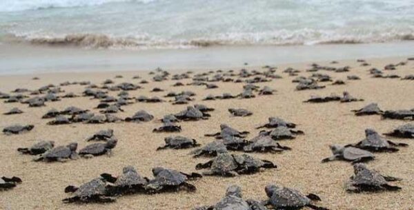 Tour Mazunte y Zipolite